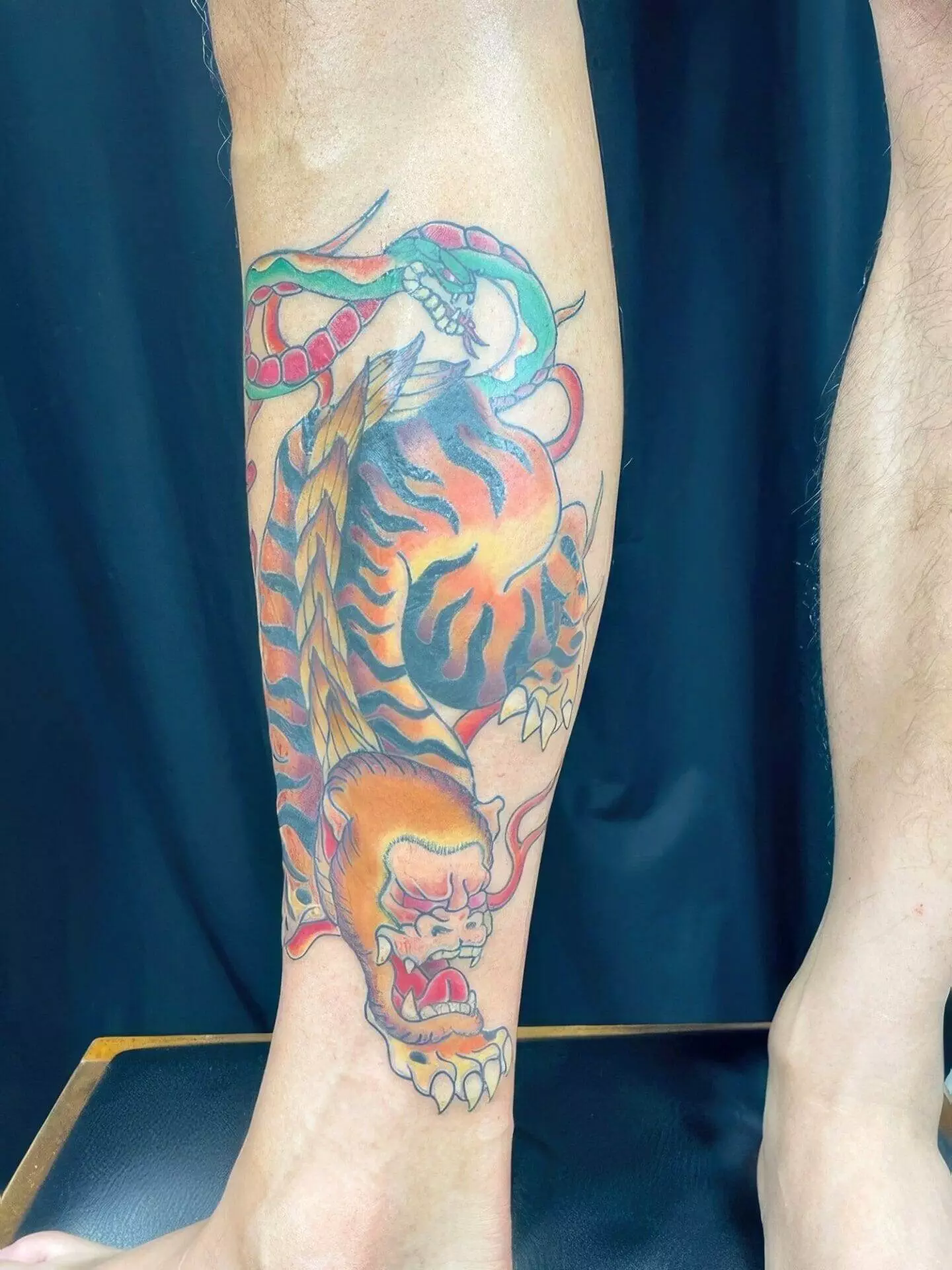 A shin tattoo depicts a tiger entwined with a snake in vibrant colors, displayed against a dark background.