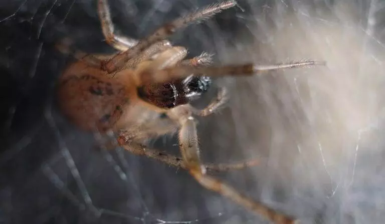 Close-up of a spider with a focus on its body and legs, partially obscured by spider silk. The spider appears to be positioned in the center of its web.