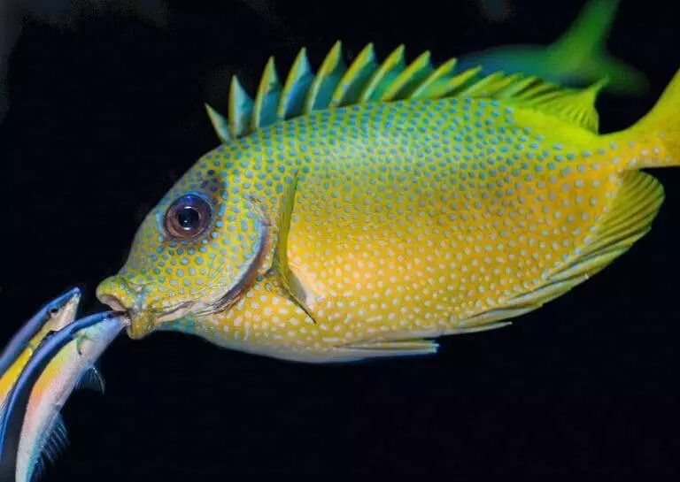 A yellow and blue speckled fish with spiny dorsal fins interacts with two smaller striped fish against a dark background.